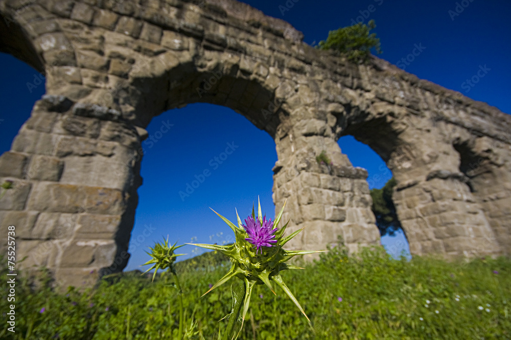 Fototapeta premium Parco degli Acquedotti, un fiore 
