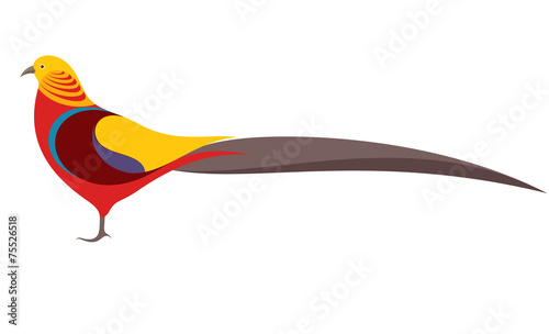 Gold pheasant