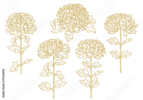 Set of one-colored outlined chrysanthemum