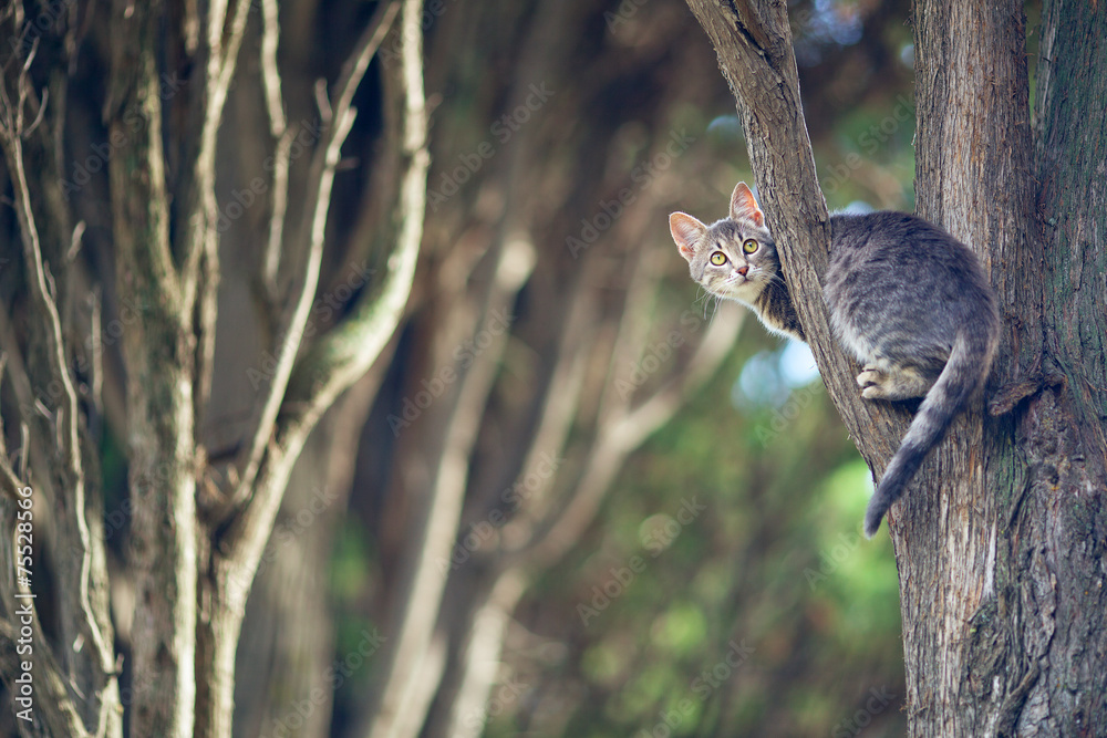 Wild cat. kitten sits on a tree branch in the forest. Wild cat. kitten sits on a tree branch in the forest.