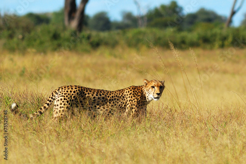Cheetah in the tall grass