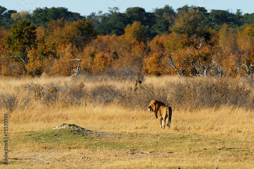 Lion in the plain