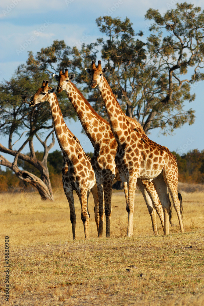Obraz premium Three giraffes