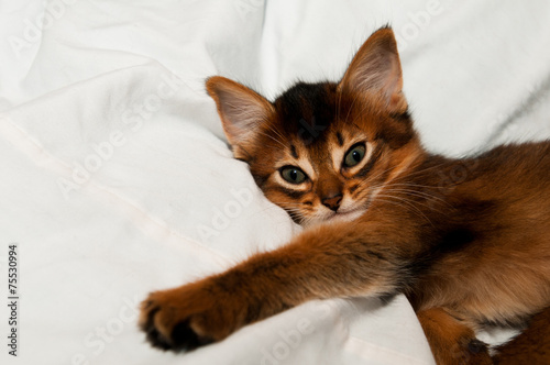 Fototapeta Naklejka Na Ścianę i Meble -  Lying kitten portrait