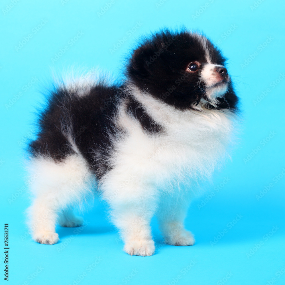 Obraz premium Spitz puppy