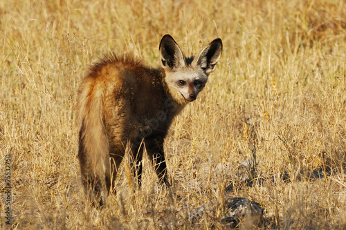 Bat-eared fox © Shumba138