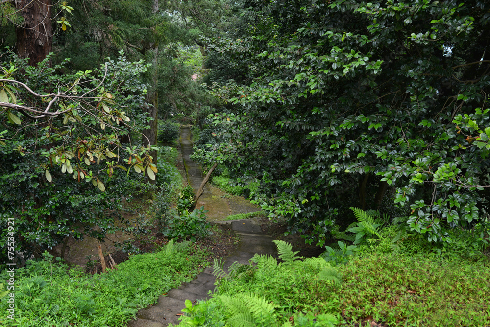 Pathway in botanical garden Georgia Batumi Pathway in botanical garden Georgia Batumi