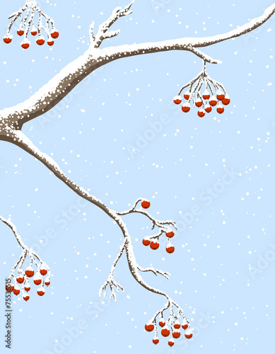 rowanberries under snow