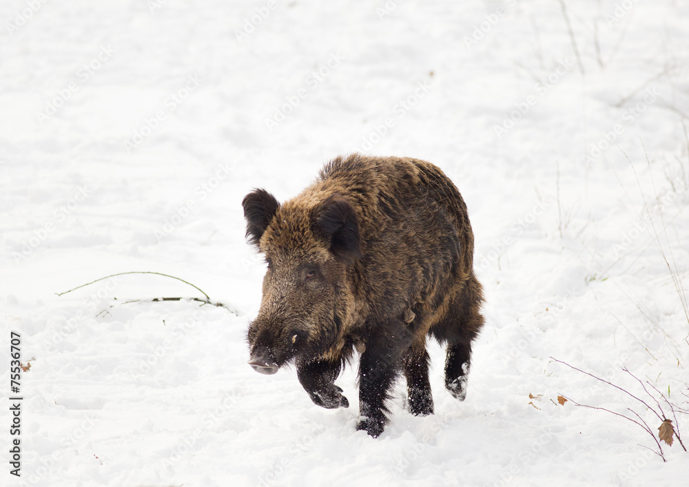 Wild boar on snow