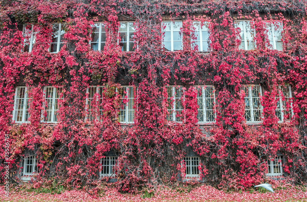 Obraz premium building wall covered with red ivy in Gdansk, Poland