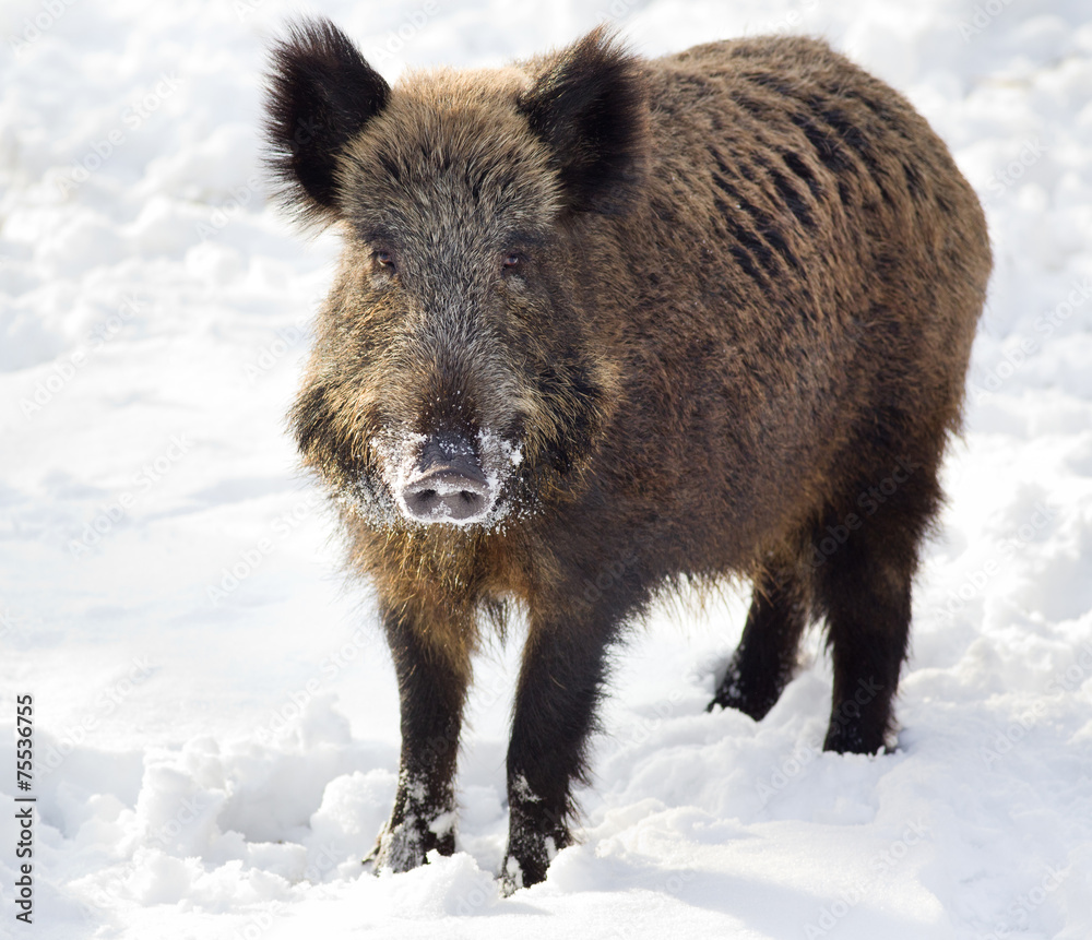 Wild boar on snow