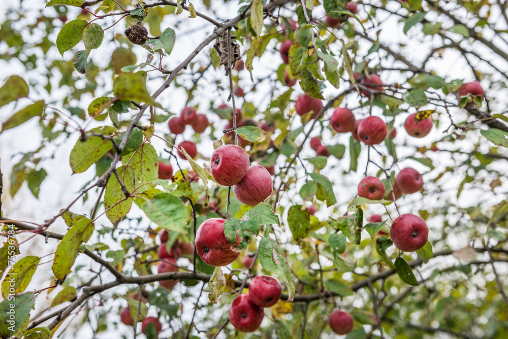 apple tree in Chernobyl Nuclear Power Plant Zone of Alienation apple tree in Chernobyl Nuclear Power Plant Zone of Alienation