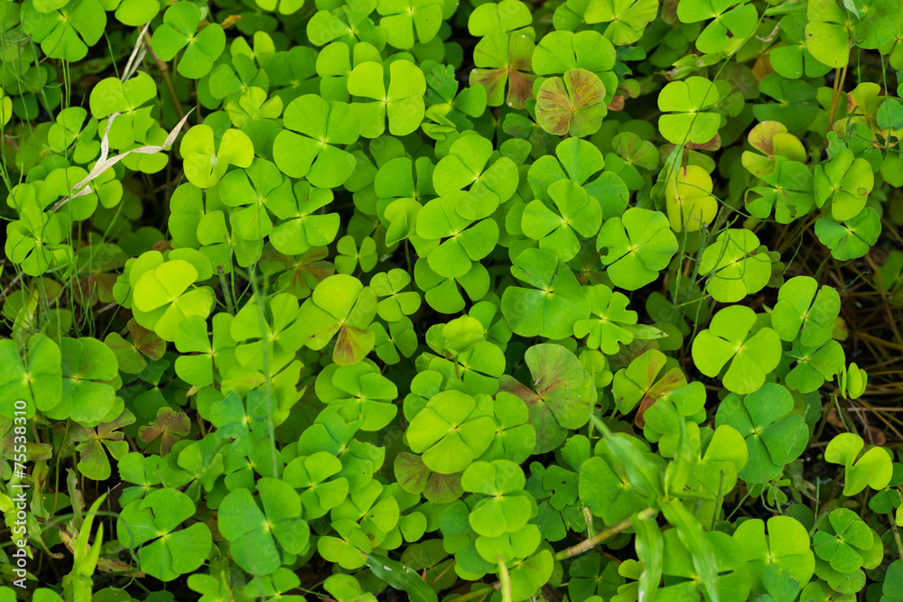 Marsilea quadrikolia, MARSILEACEAE, East Asia, India Marsilea quadrikolia, MARSILEACEAE, East Asia, India