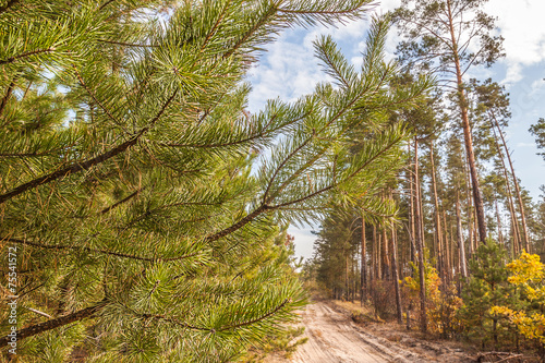 Young pine trees near a country road