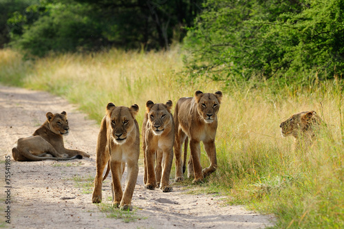 Pride of lions on the road