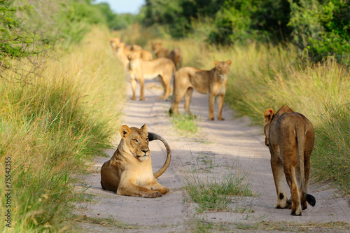 Konstfotografi Pride of lions on the road