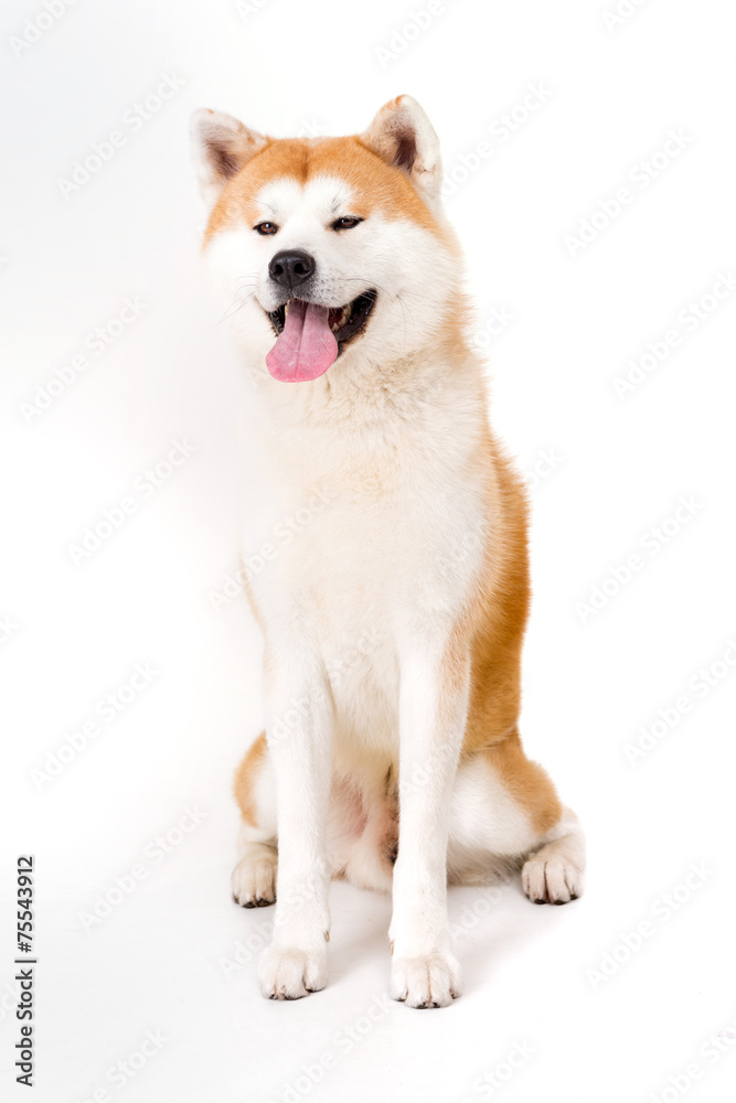 Akita Inu
