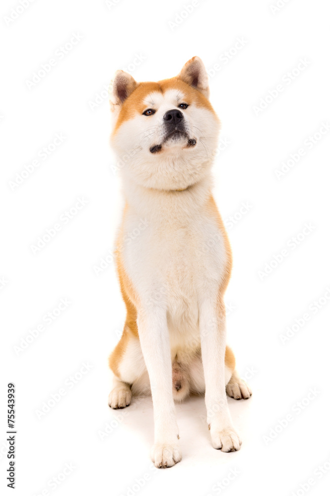 Akita Inu Akita Inu