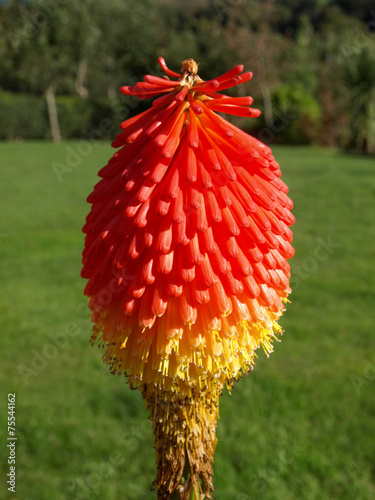 Red Hot Poker, Dingle peninsula, Ireland photo