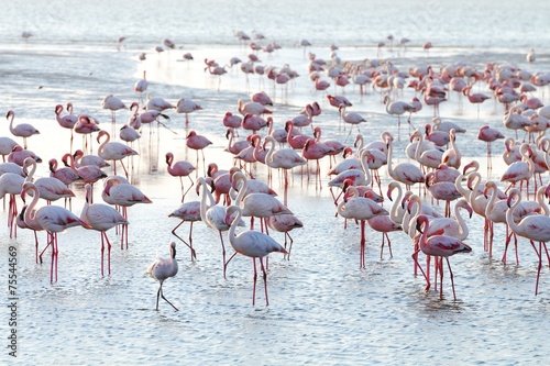 Flamingos (Phoenicopteridae) in Walvisbay