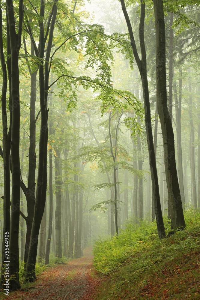 Obraz premium Path through the autumnal forest in the fog