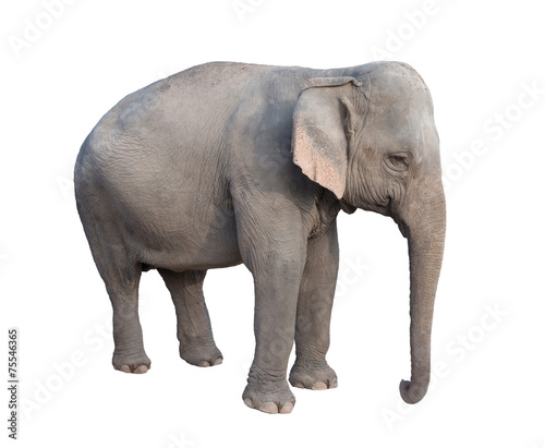 asia elephant © anankkml