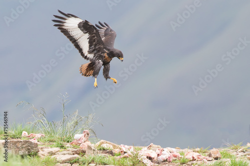 Jackal buzzard landing on rocky mountain in strong wind