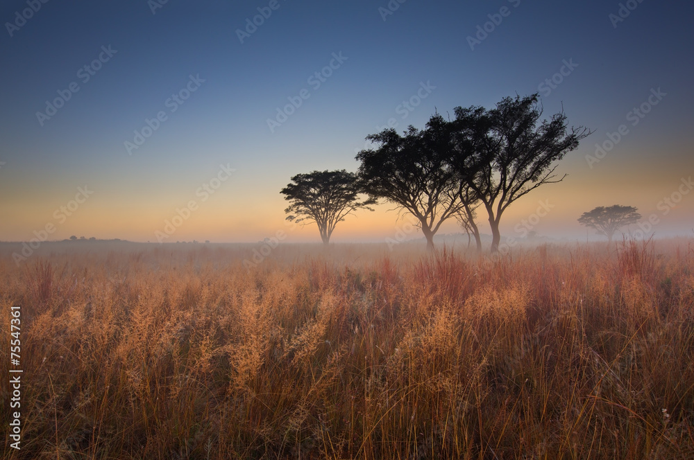 Cold cloudless morning sunrise with trees, brown grass and fog