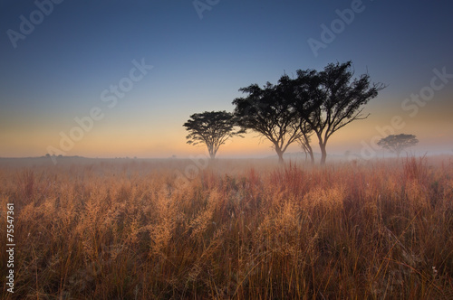 Cold cloudless morning sunrise with trees  brown grass and fog