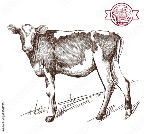 young heifer grazing