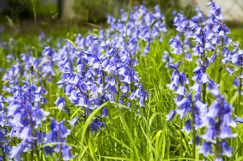 Bluebells in spring  Malvern Hills  Worcestershire