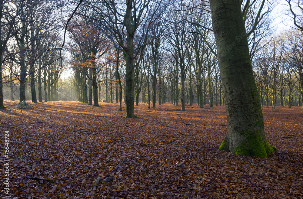 Sunrise in a beech forest in winter Sunrise in a beech forest in winter