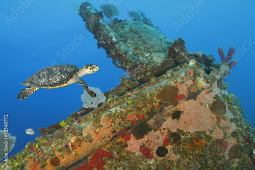 Hawksbill Turtle swimming over a coral encrusted shipwreck