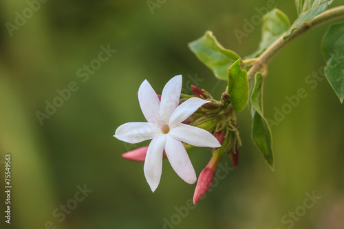 White Jasmine flowers in garden