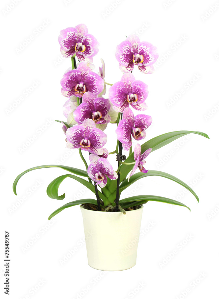 Orchid in pot isolated on white  ( Phalaenopsis )