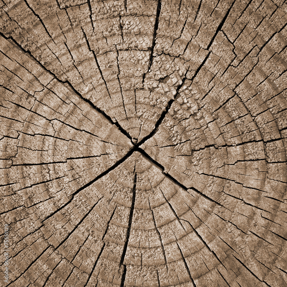 Fototapeta premium Cross section of tree trunk showing growth rings,texture
