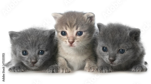 Three cute little kitten lie