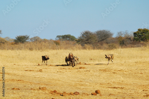 Spotted hyaenas and wild dogs fight © Shumba138