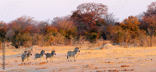 Zebras and autumn trees