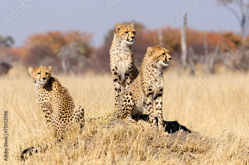 Cheetah cubs on termite mount