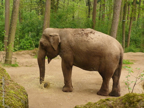 Elefant beim Fressen