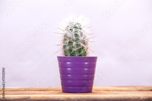 Cactus on a wooden table.