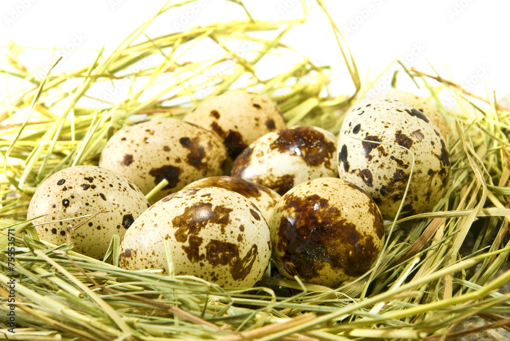 eggs in the grass closeup eggs in the grass closeup