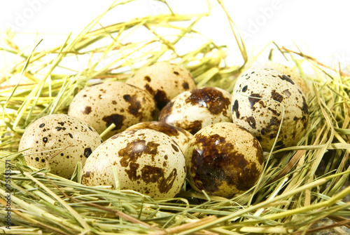 eggs in the grass closeup