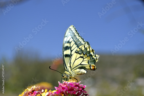 Paper Kite butterfly Latin name Idea leuconoe