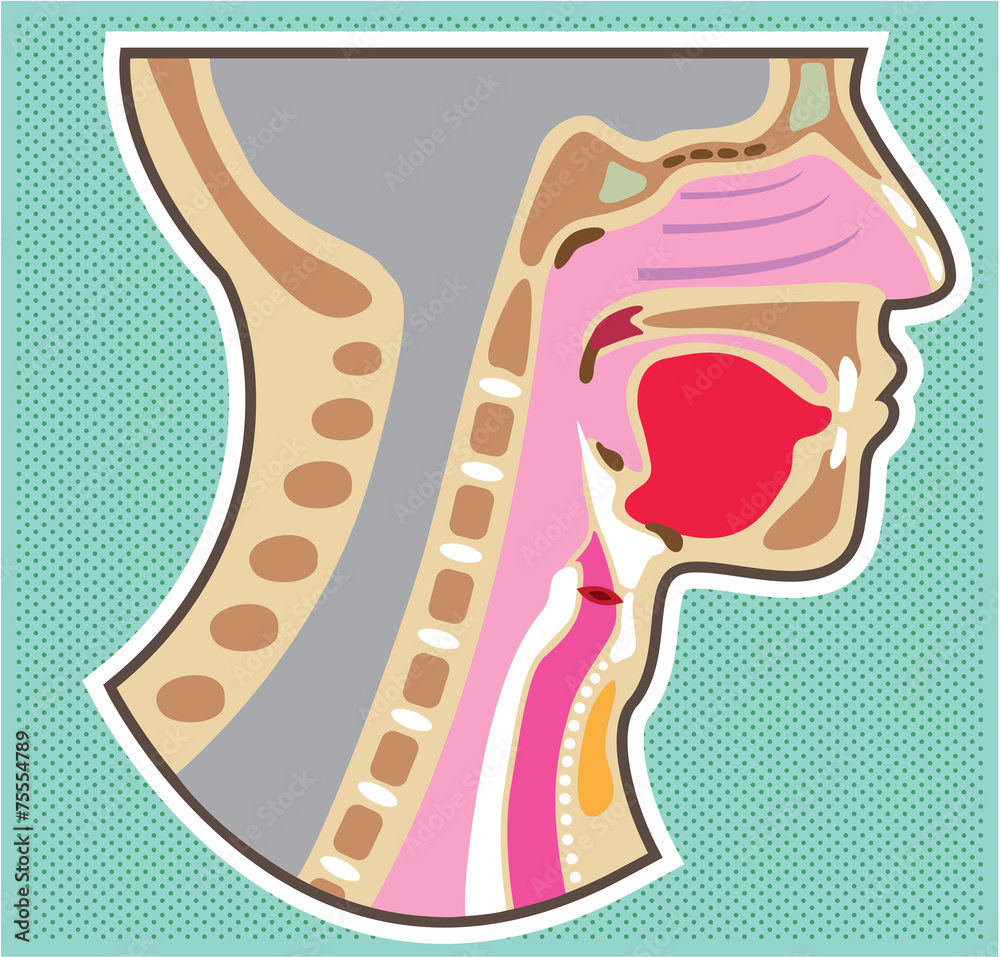 Fototapeta premium Throat Head Face Anatomy Vector Diagram