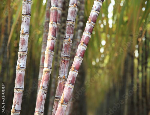 sugarcane plants in growth at field photo