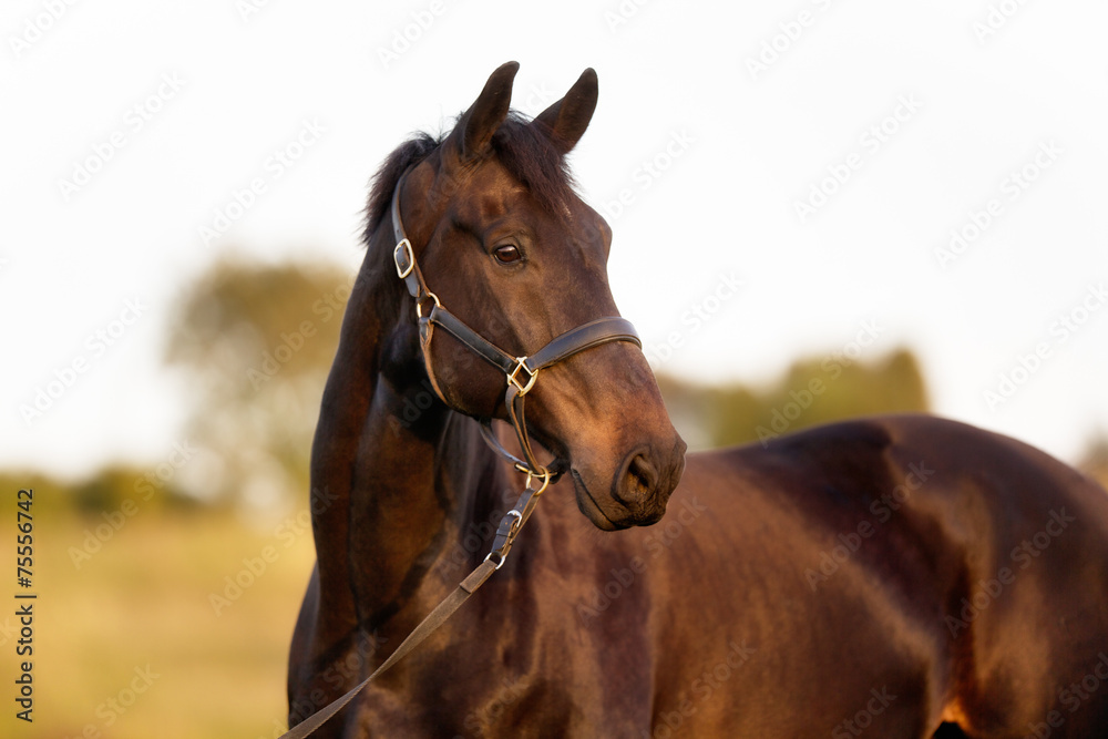 Fototapeta premium Brown horse