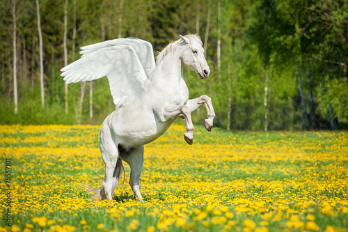 Fotografie, Obraz Beautiful white pegasus rearing up on the field with dandelions