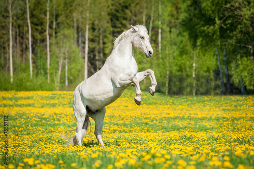 Beautiful white horse rearing up on the field with dandelions